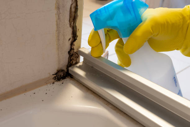 Best Crawl Space Mold Removal  in Twinsburg Heights, OH