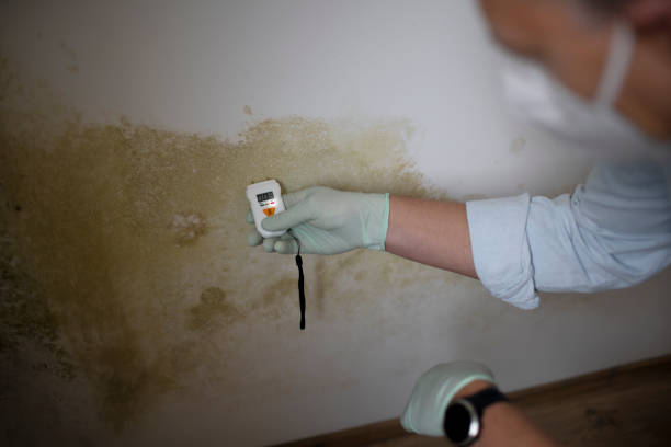 Best Commercial Mold Removal  in Twinsburg Heights, OH