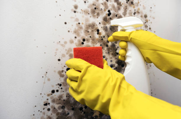 Best Mold Remediation  in Twinsburg Heights, OH