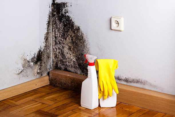 Best Mold Damage Repair  in Twinsburg Heights, OH