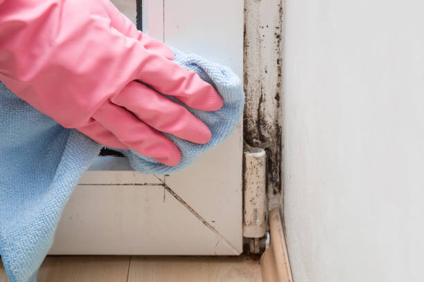 Best Residential Mold Removal  in Twinsburg Heights, OH