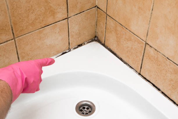 Best Mold Removal and Inspection  in Twinsburg Heights, OH