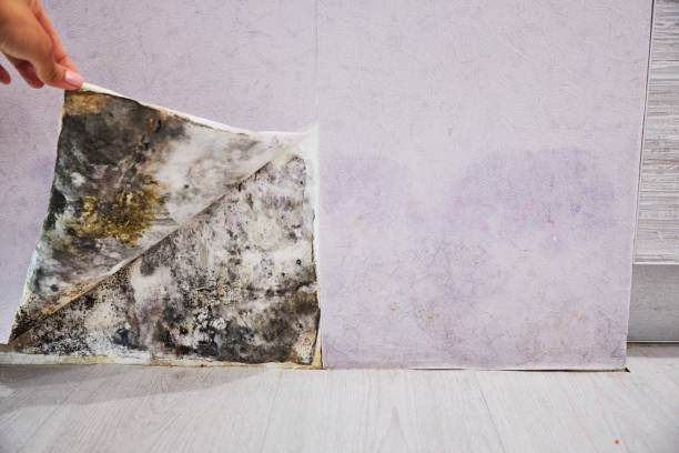 Best Certified Mold Removal  in Twinsburg Heights, OH